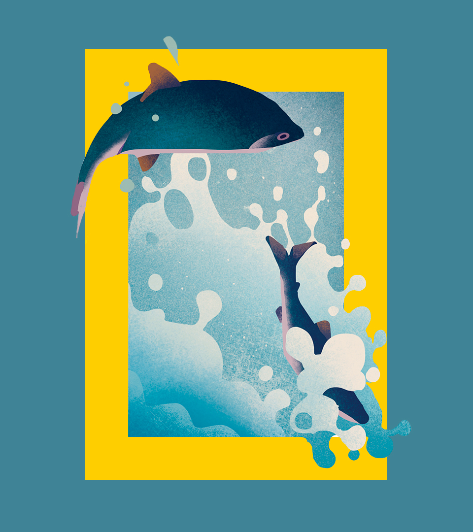 NATGEO_CASE_Dolphins