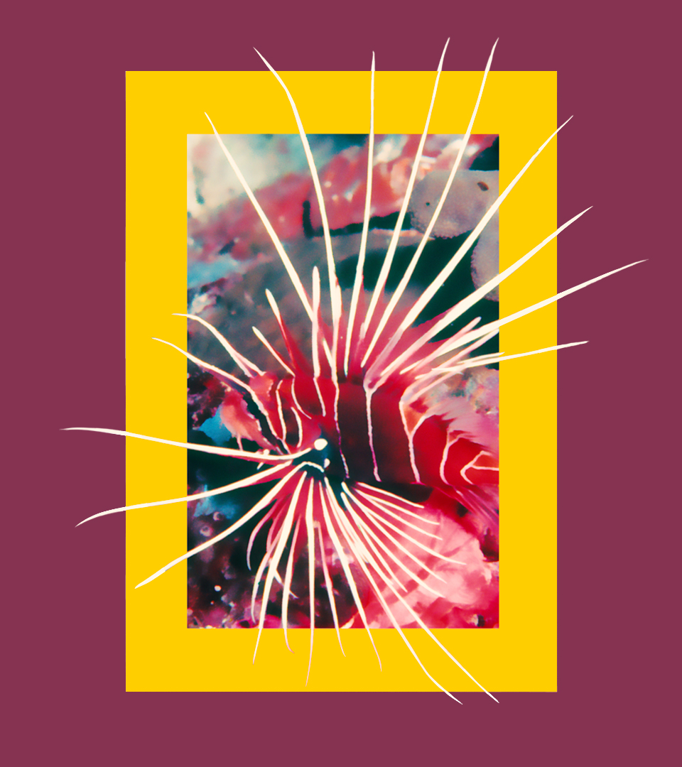 NATGEO_CASE_Lion-Fish-Paint