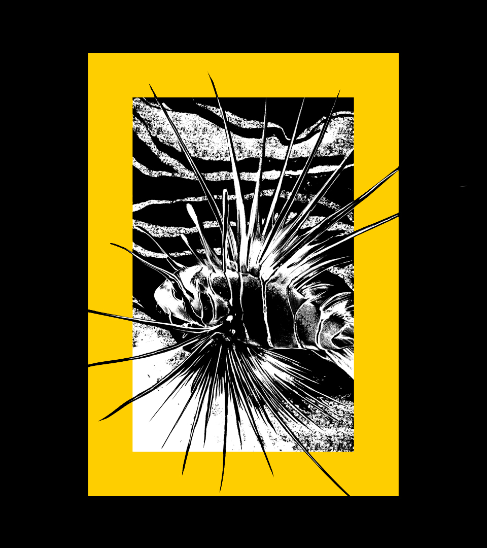 NATGEO_CASE_Lion-Inki