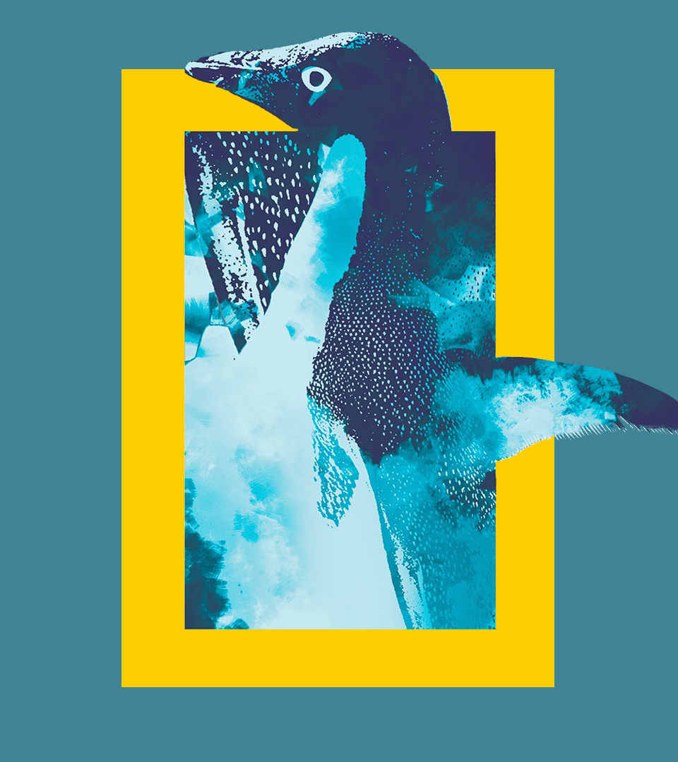 NATGEO_CASE_Penguin-wc