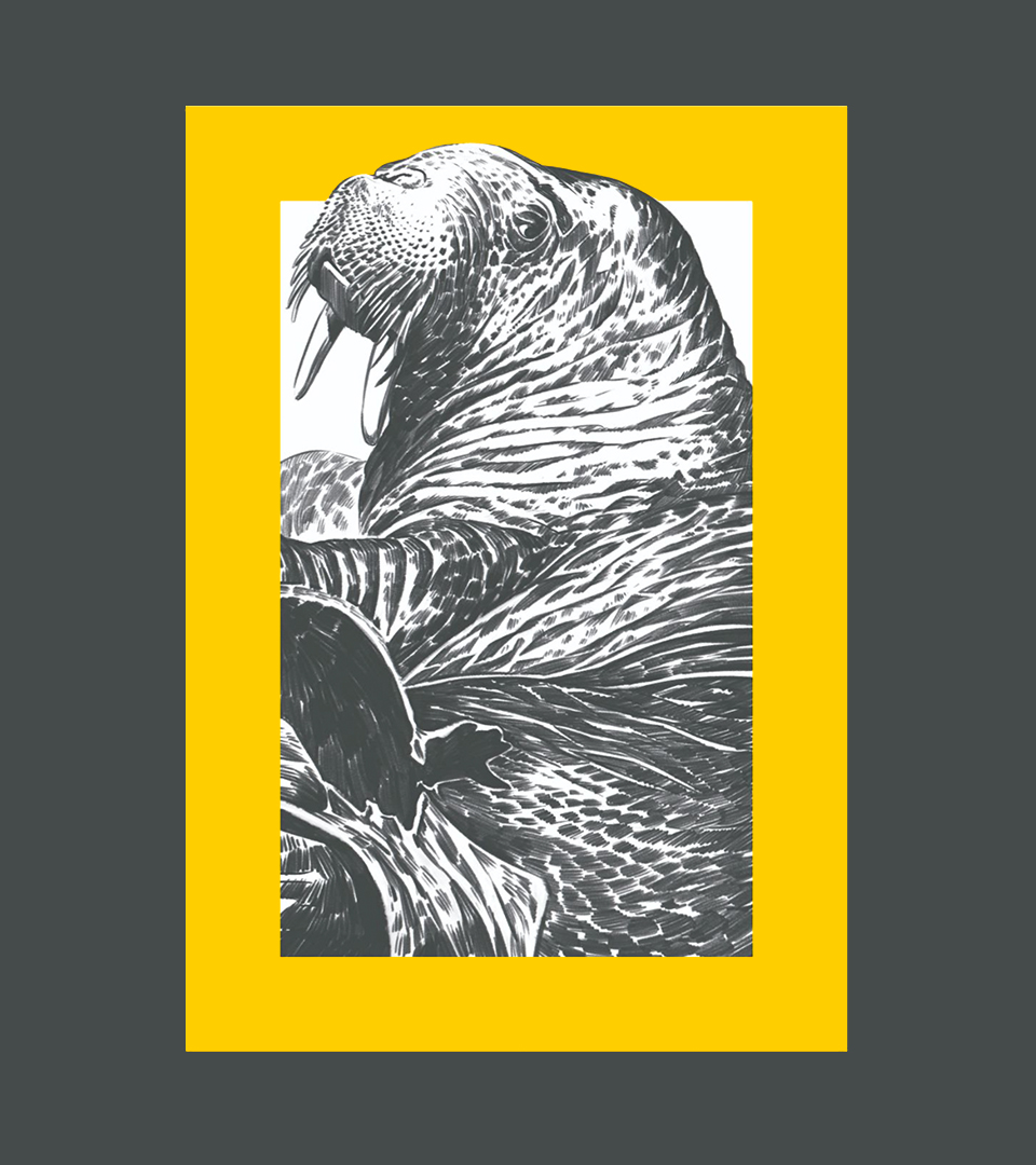 NATGEO_CASE_SeaLion-Graphite