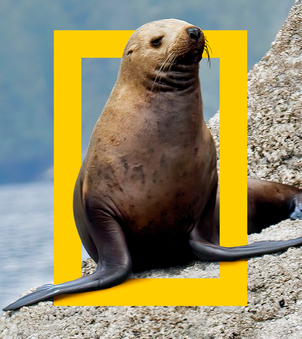 NATGEO_CASE_Seal-Photo