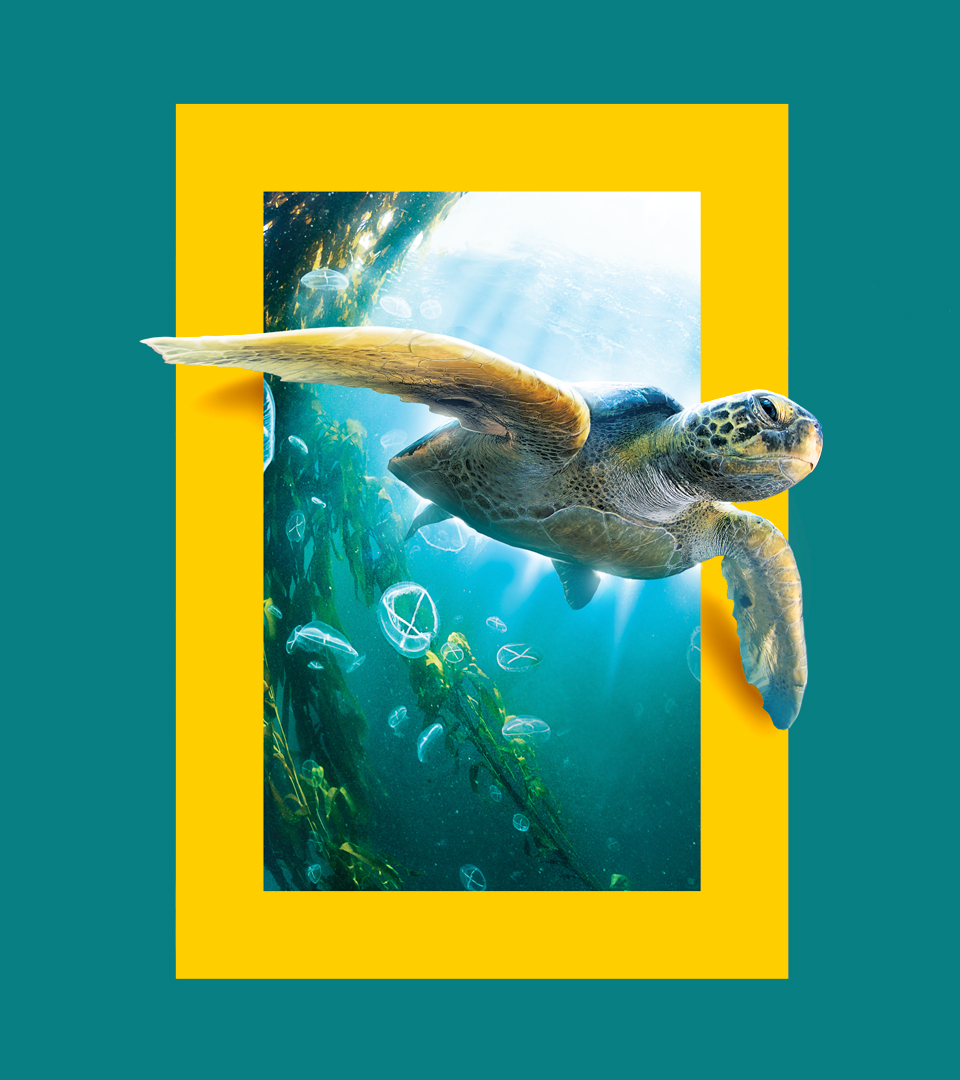 NATGEO_CASE_Turtle-1