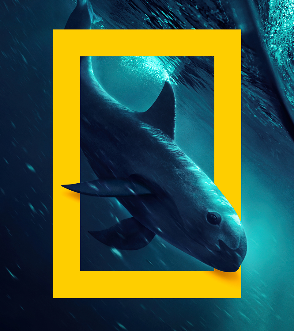 NATGEO_CASE_Whale-Photo